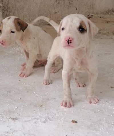 gultair male female available