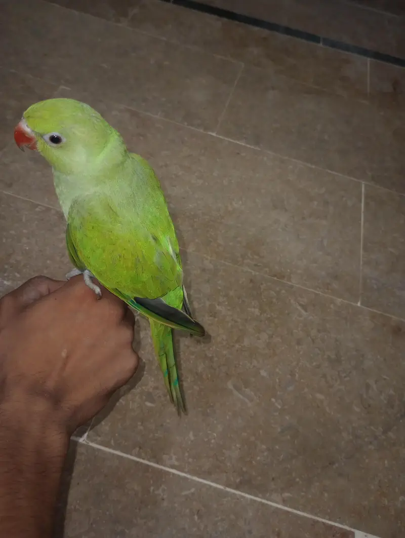 Ringneck chick Male 100% person 4 Month Age hai — photo 2