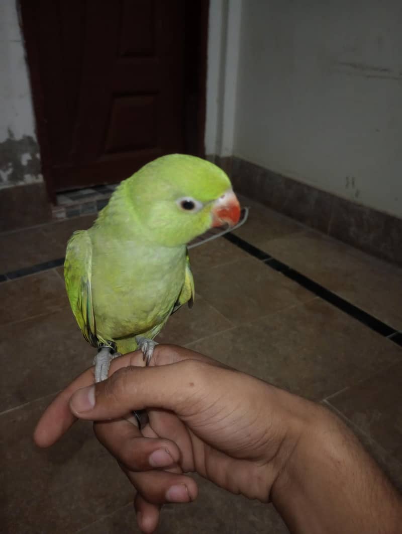 Ringneck chick Male 100% person 4 Month Age hai 2