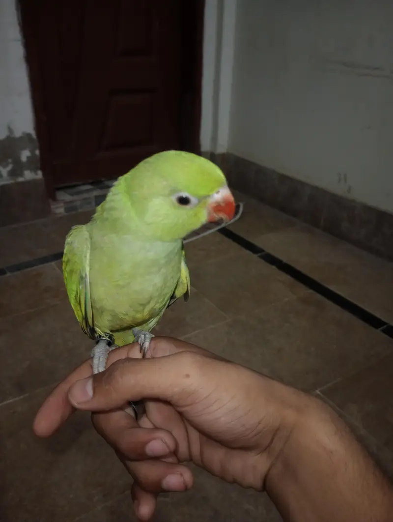 Ringneck chick Male 100% person 4 Month Age hai — photo 3