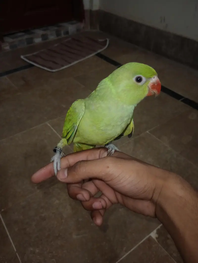 Ringneck chick Male 100% person 4 Month Age hai — photo 4