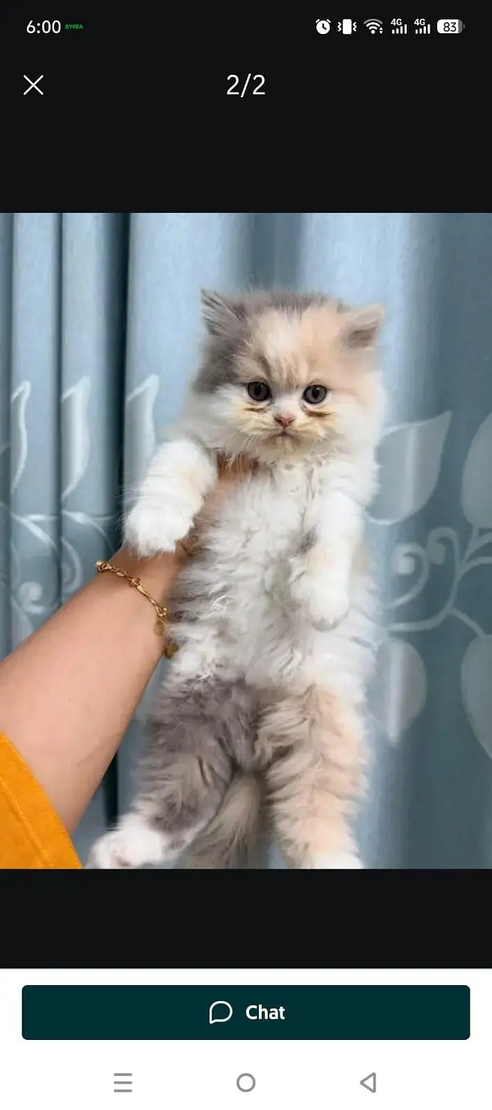 Persian kittens — photo 3