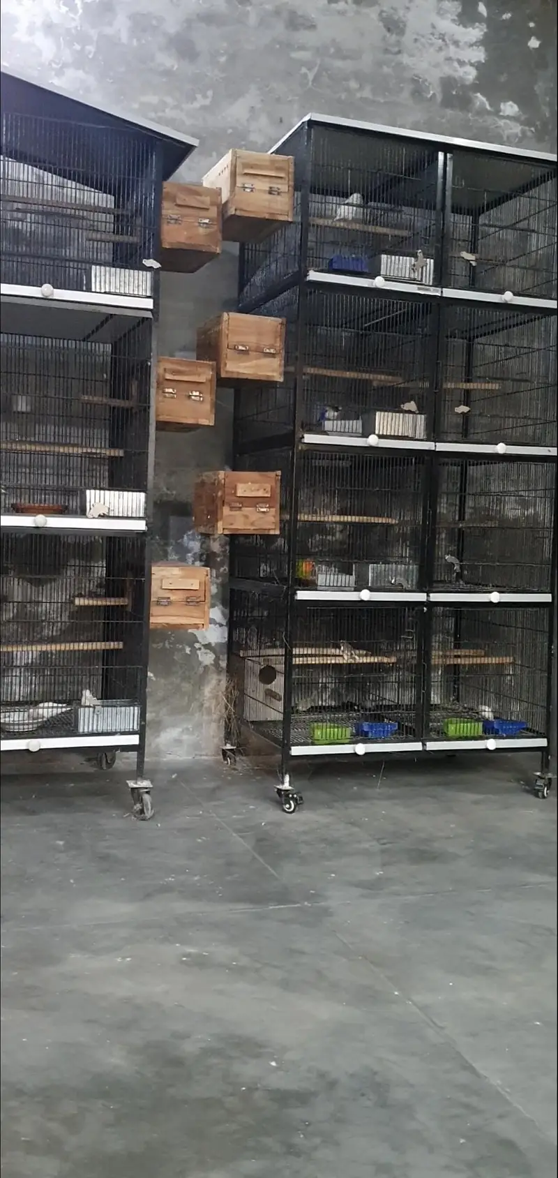 cage for birds or hen — photo 2