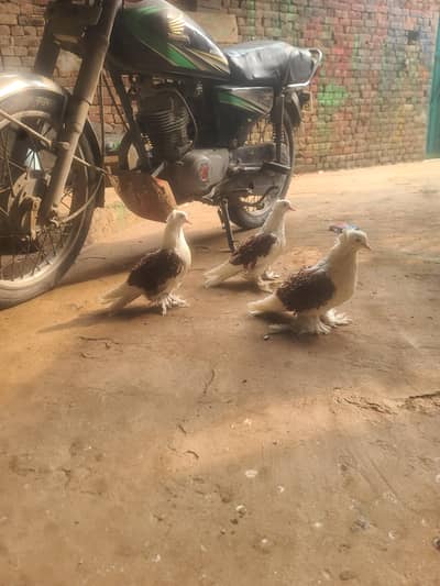 pigeons