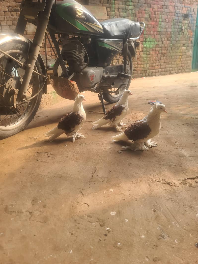 pigeons 0