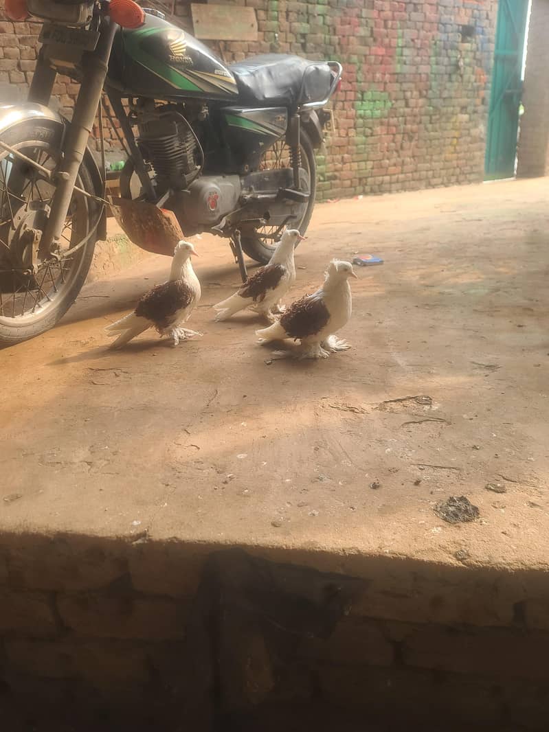 pigeons 1