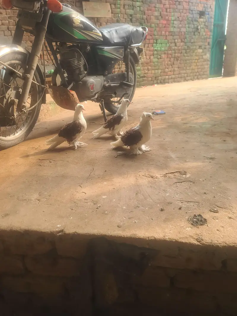 pigeons — photo 2