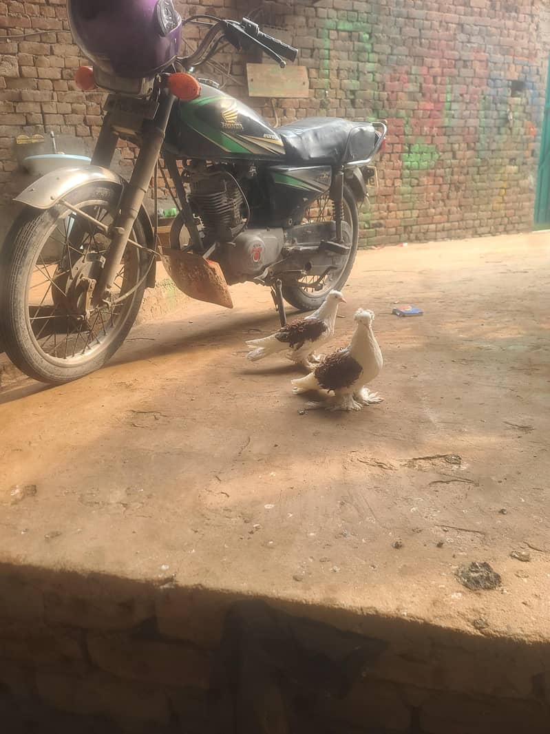 pigeons 2