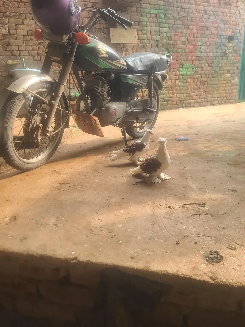 pigeons — photo 3