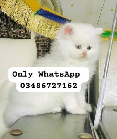 Persian cat 2month vaccinated