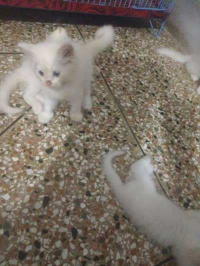 Persian kittens for sale