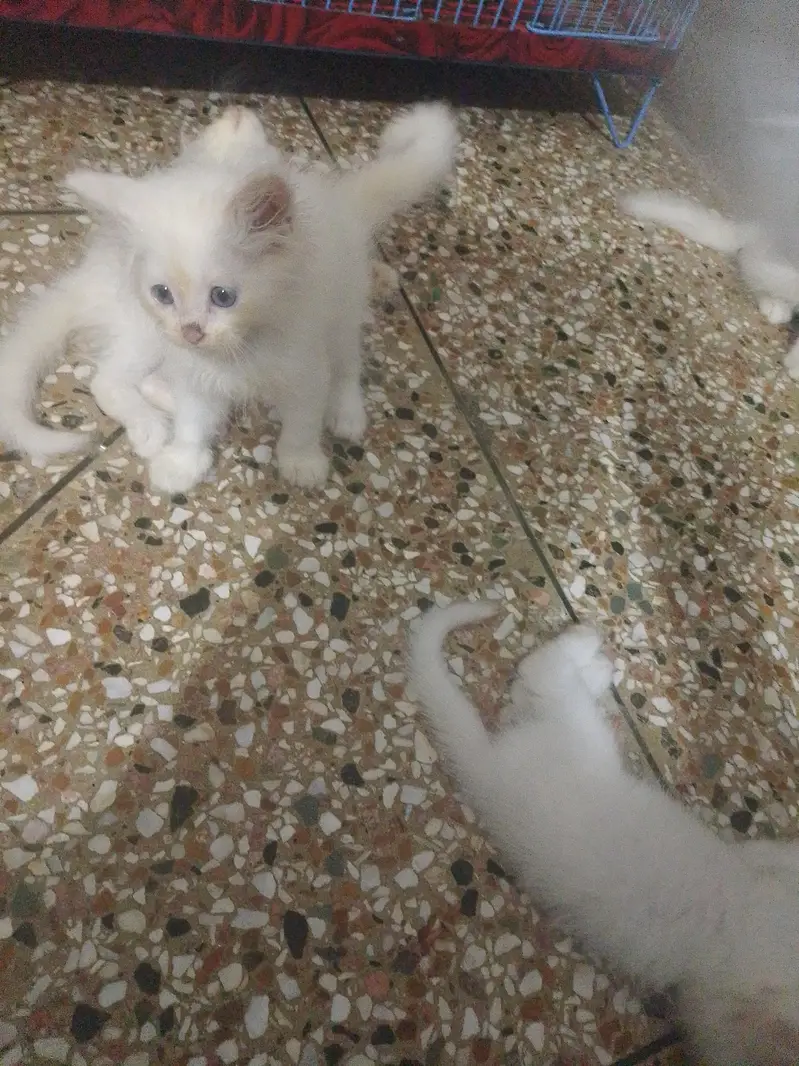 Persian kittens for sale — photo 2