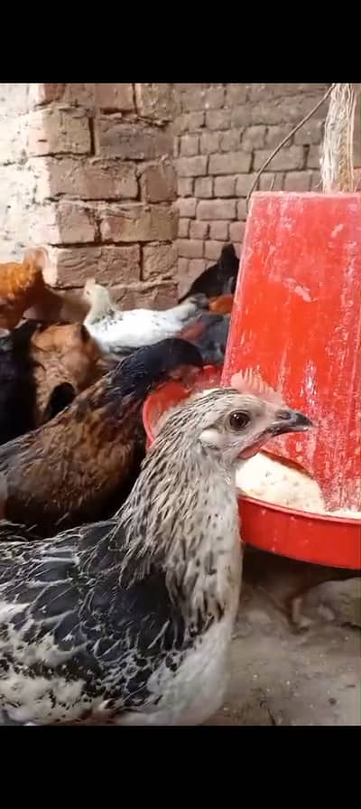 Golden Misri Ready-to-Lay Hens & Roosters | 2.5–3 Months