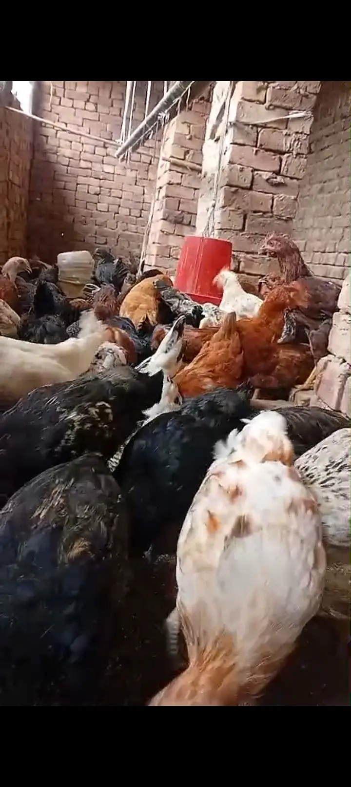 2000–2500 Golden Misri Ready-to-Lay Hens & Roosters | 2.5–3 Months — photo 2