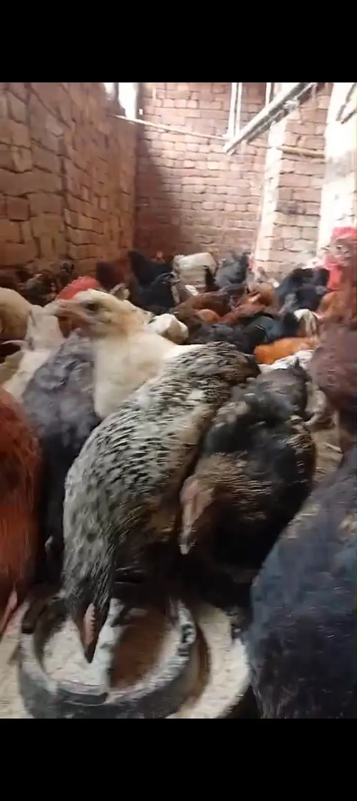 2000–2500 Golden Misri Ready-to-Lay Hens & Roosters | 2.5–3 Months — photo 3
