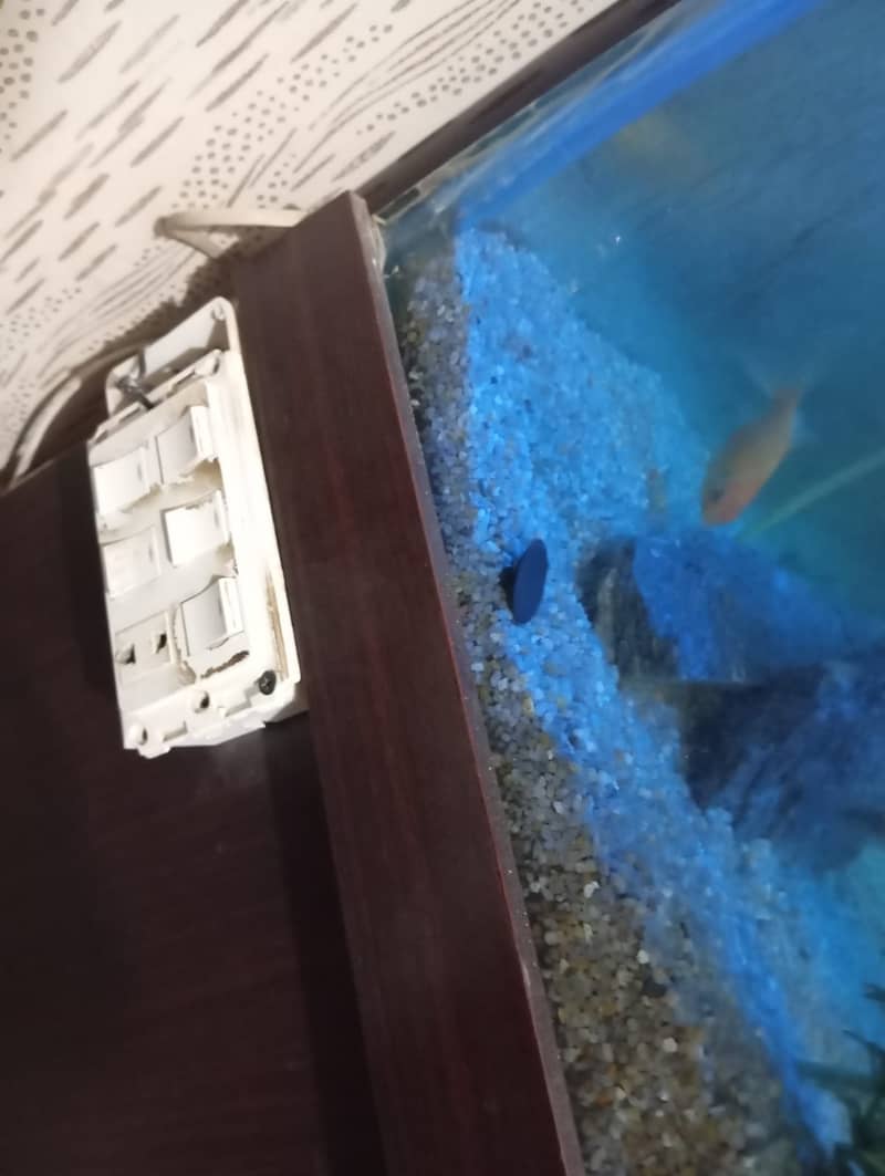 Aquarium Complete Setup 2