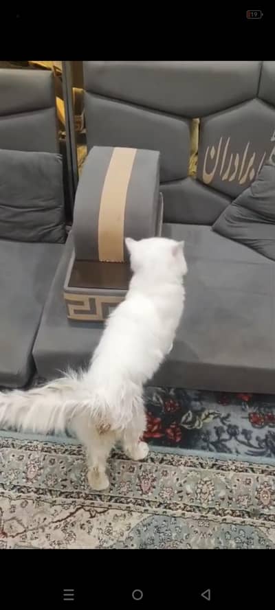 persian cat for sale