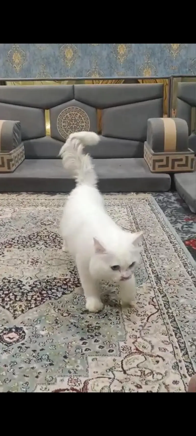 persian cat for sale — photo 2