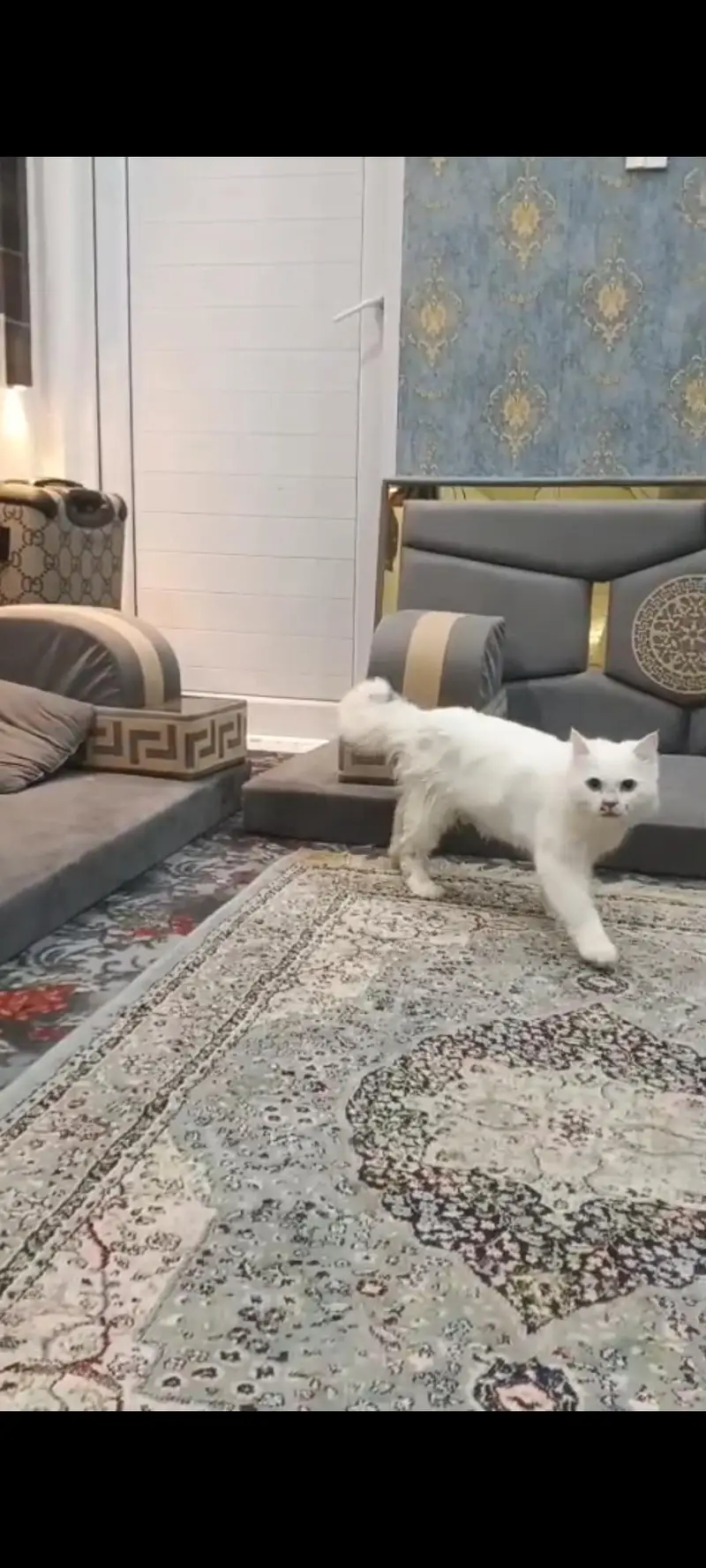 persian cat for sale — photo 3