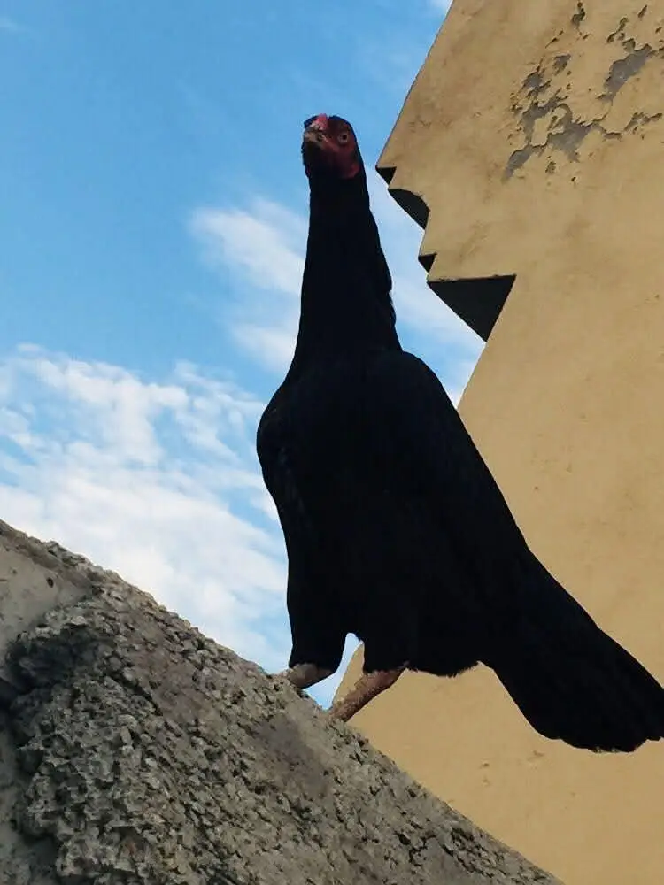 aseel murgi long tail — photo 2