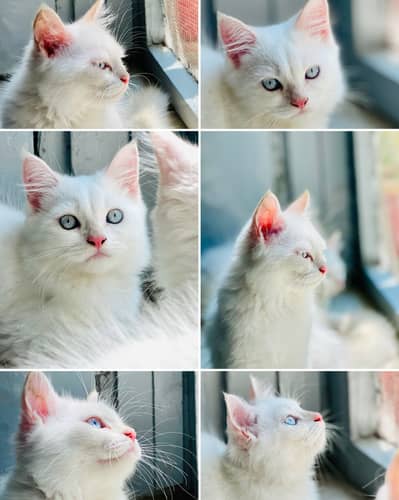 Blue Eyes Persian Kittens extra long coat doll face