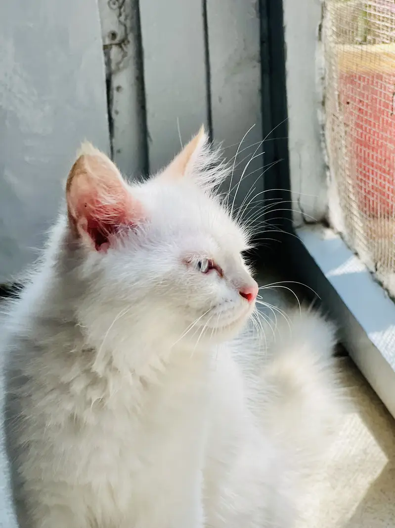 Blue Eyes Persian Kittens extra long coat doll face — photo 3