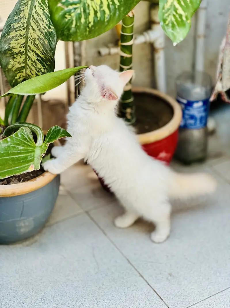 Blue Eyes Persian Kittens extra long coat doll face — photo 4
