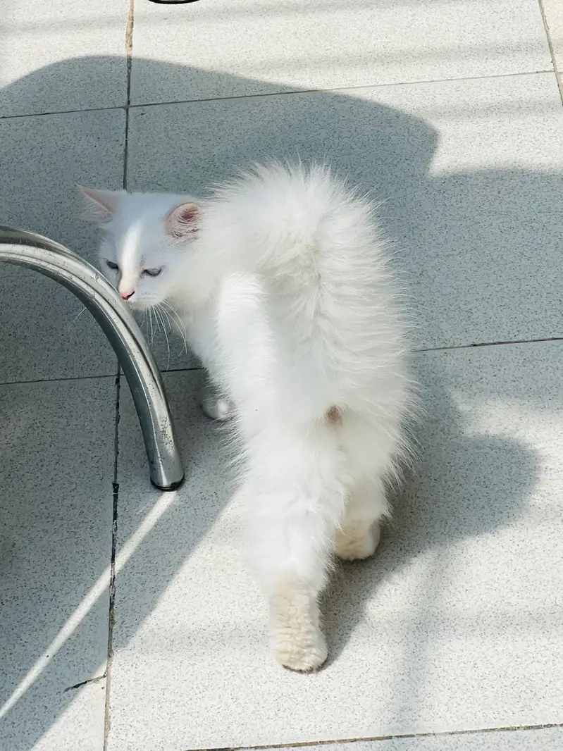 Blue Eyes Persian Kittens extra long coat doll face — photo 5