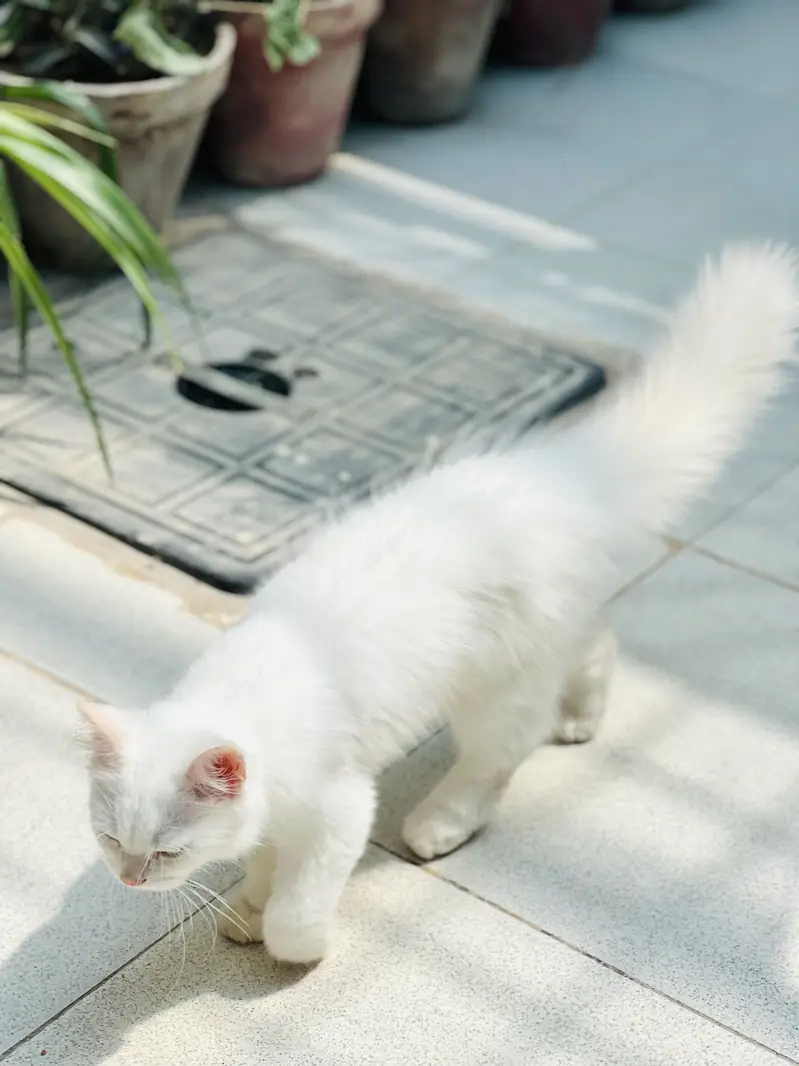 Blue Eyes Persian Kittens extra long coat doll face — photo 6