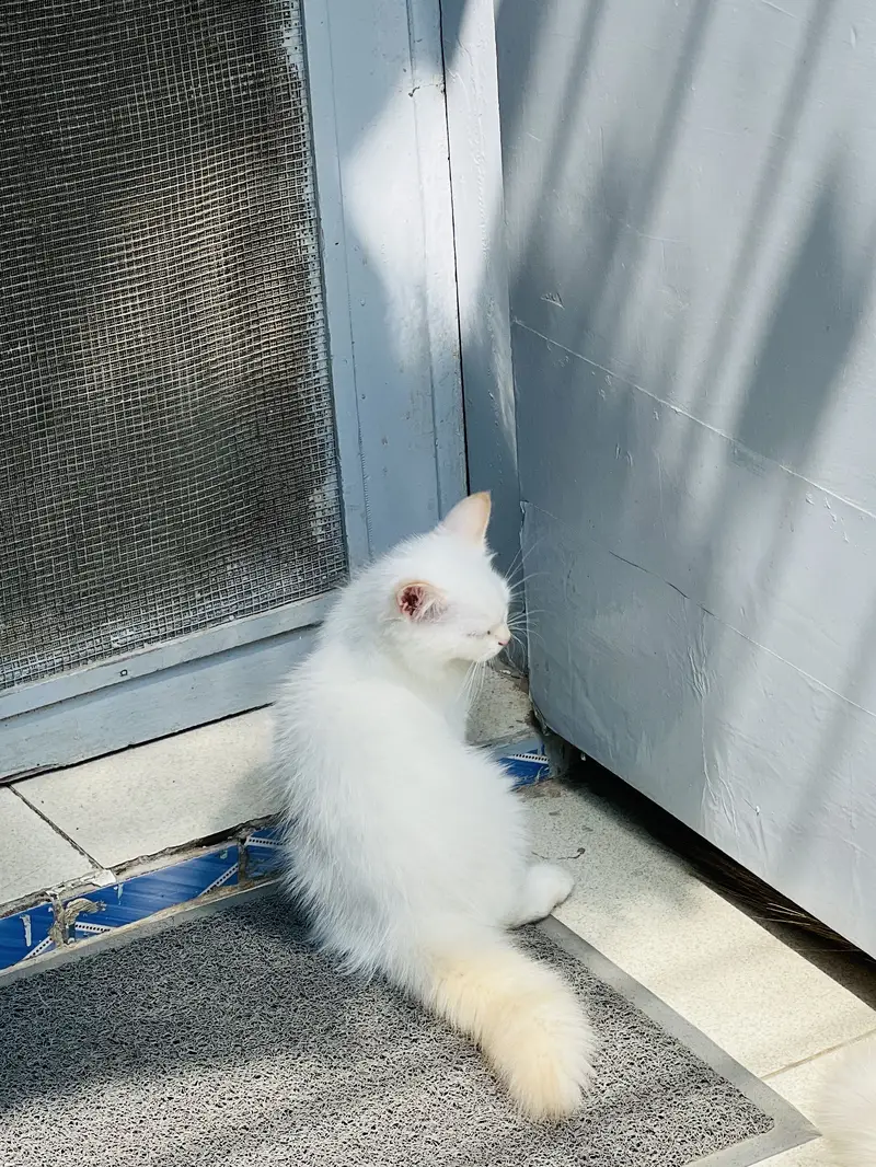 Blue Eyes Persian Kittens extra long coat doll face — photo 7