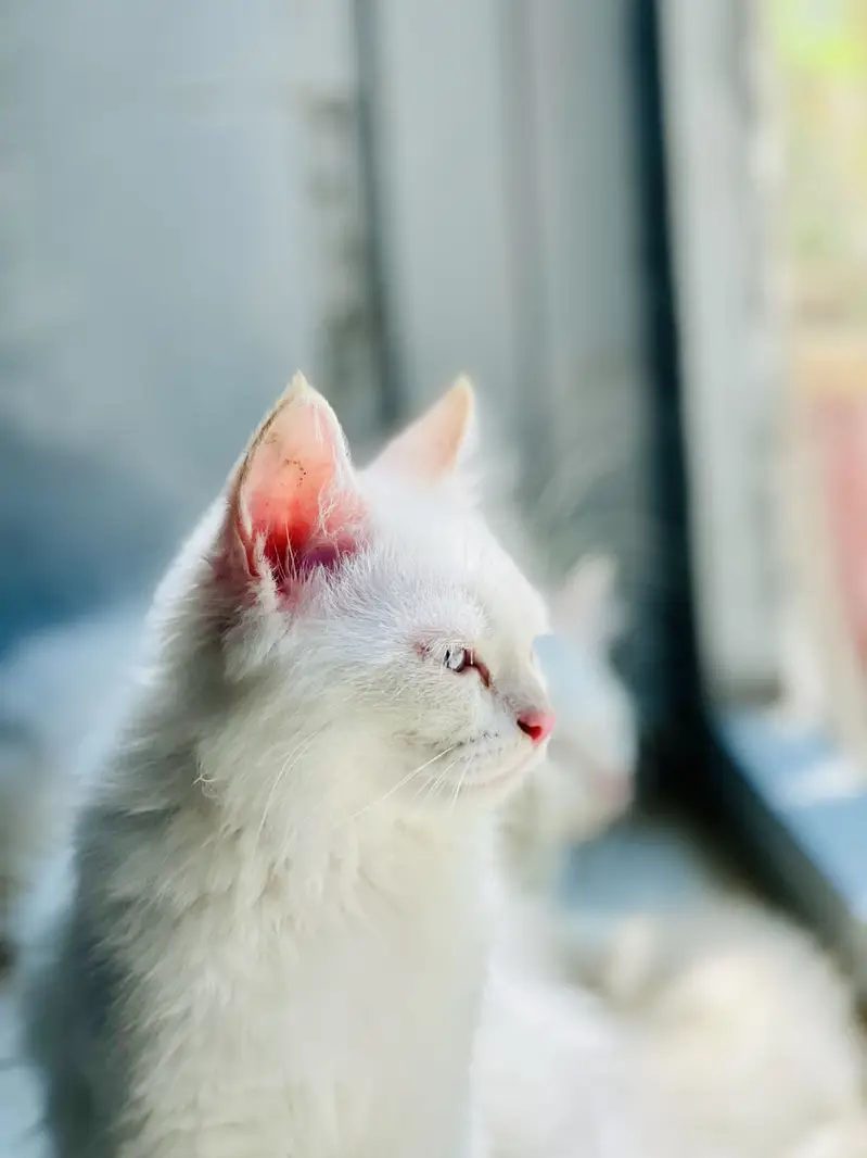 Blue Eyes Persian Kittens extra long coat doll face — photo 8