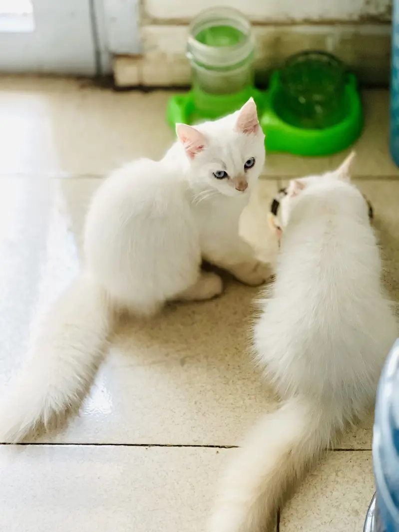 Blue Eyes Persian Kittens extra long coat doll face — photo 9