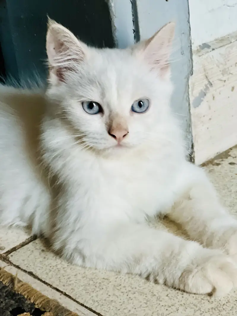 Blue Eyes Persian Kittens extra long coat doll face — photo 10