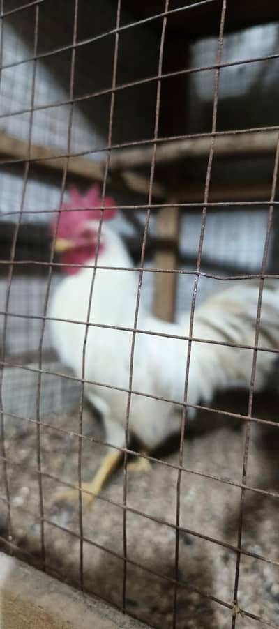 white Japanese &  mollted Japanese male fer sale ___
