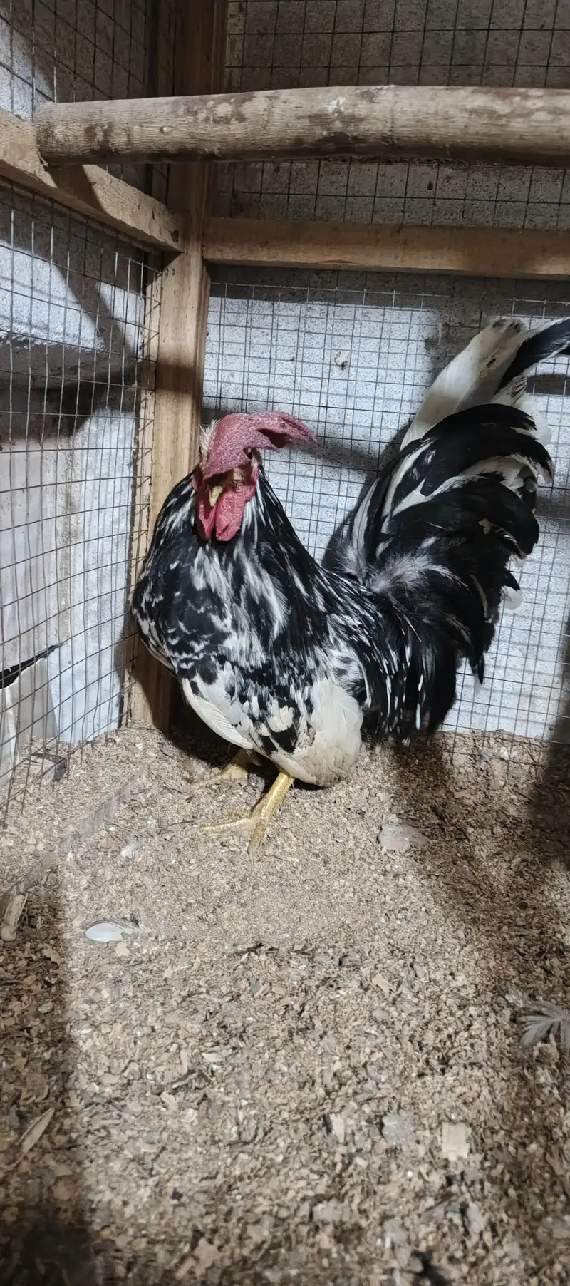 white Japanese &  mollted Japanese male fer sale ___ — photo 2