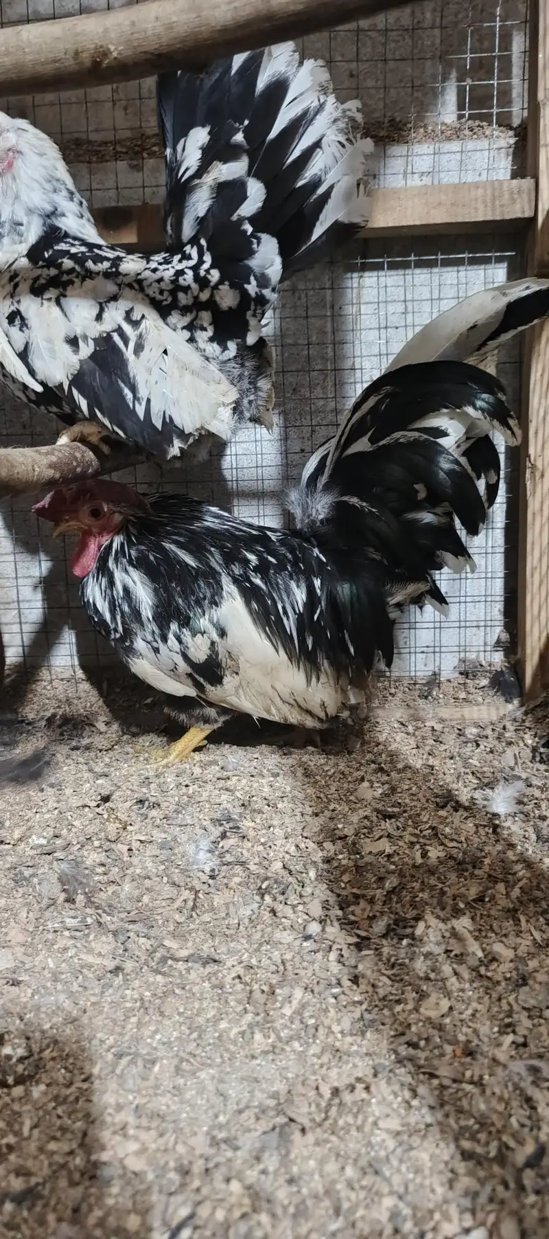 white Japanese &  mollted Japanese male fer sale ___ — photo 3