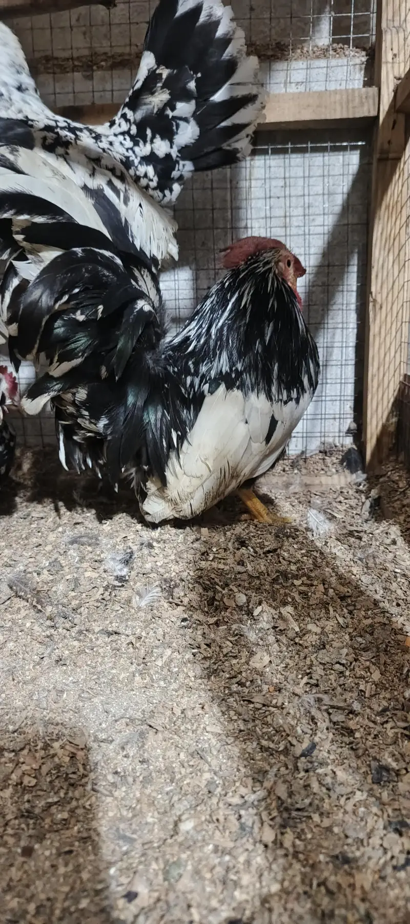 white Japanese &  mollted Japanese male fer sale ___ — photo 4
