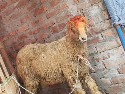 VIP Mundra, 6 ma ka baccha