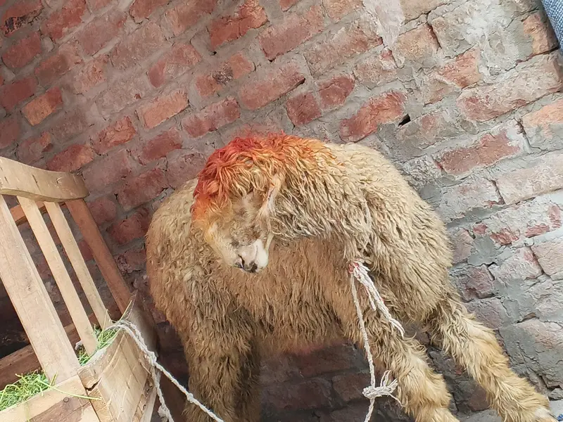 VIP Mundra, 6 ma ka baccha — photo 2