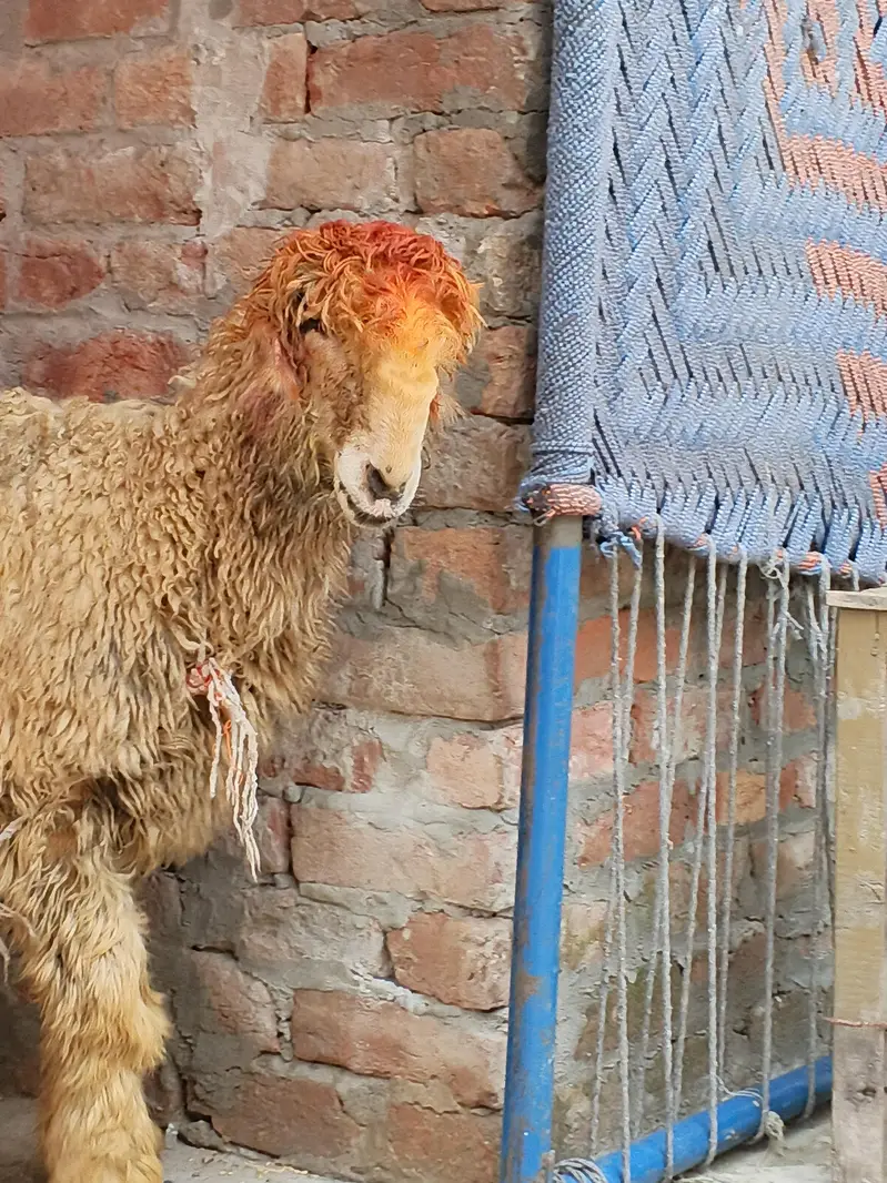 VIP Mundra, 6 ma ka baccha — photo 3
