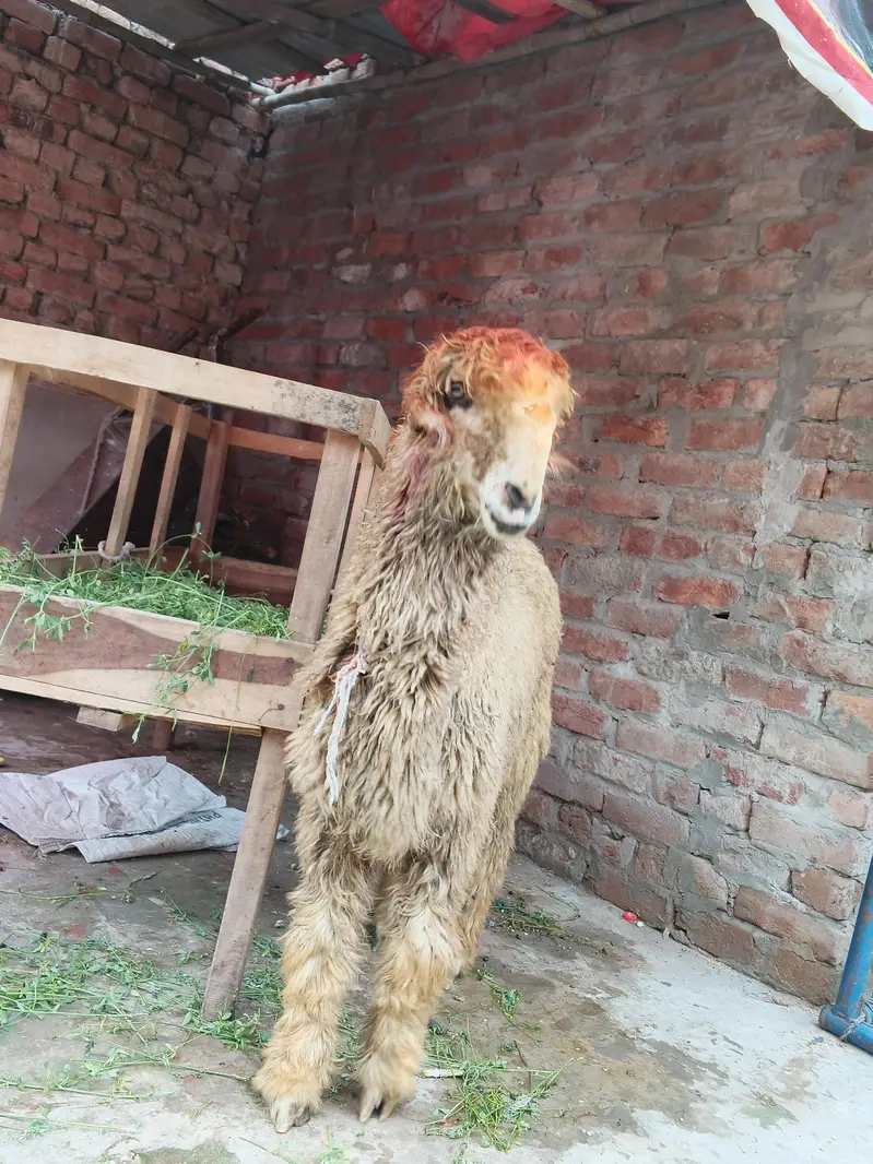 VIP Mundra, 6 ma ka baccha — photo 4