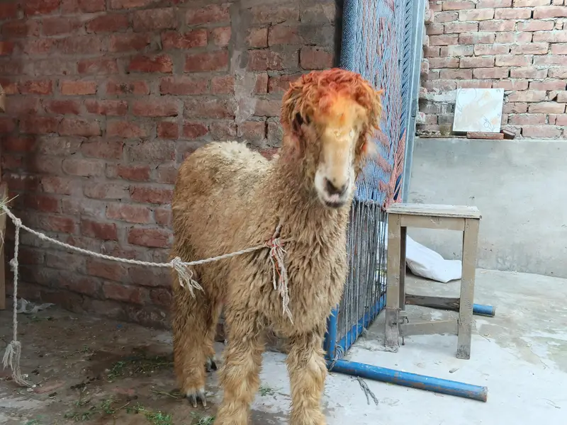 VIP Mundra, 6 ma ka baccha — photo 5
