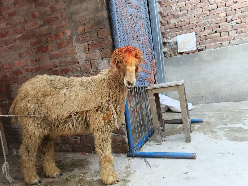 VIP Mundra, 6 ma ka baccha — photo 7