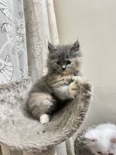 Female Doll face Persian Cats
