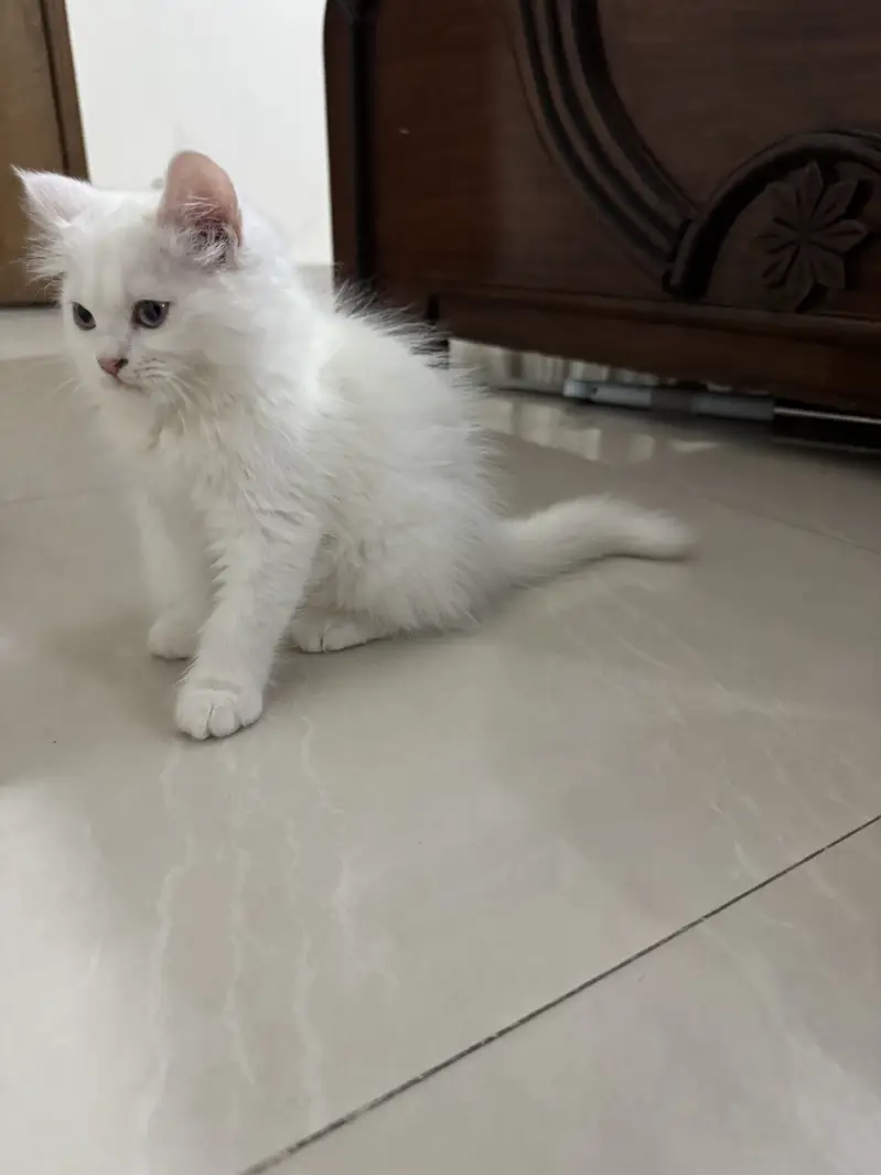 Female Doll face Persian Cats — photo 3