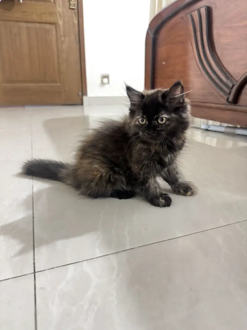 Female Doll face Persian Cats — photo 6