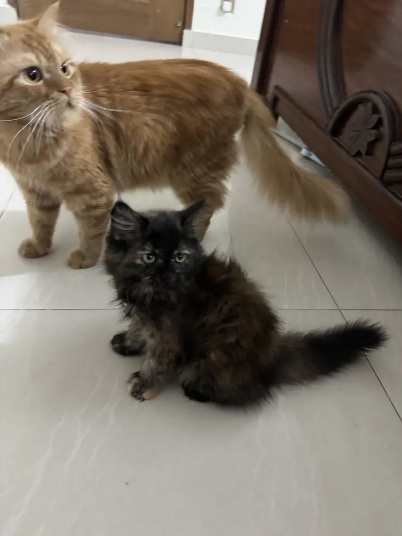 Female Doll face Persian Cats — photo 4