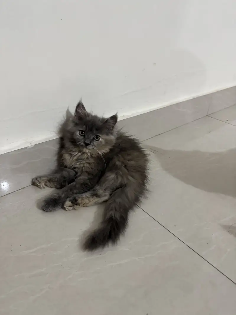 Female Doll face Persian Cats — photo 7