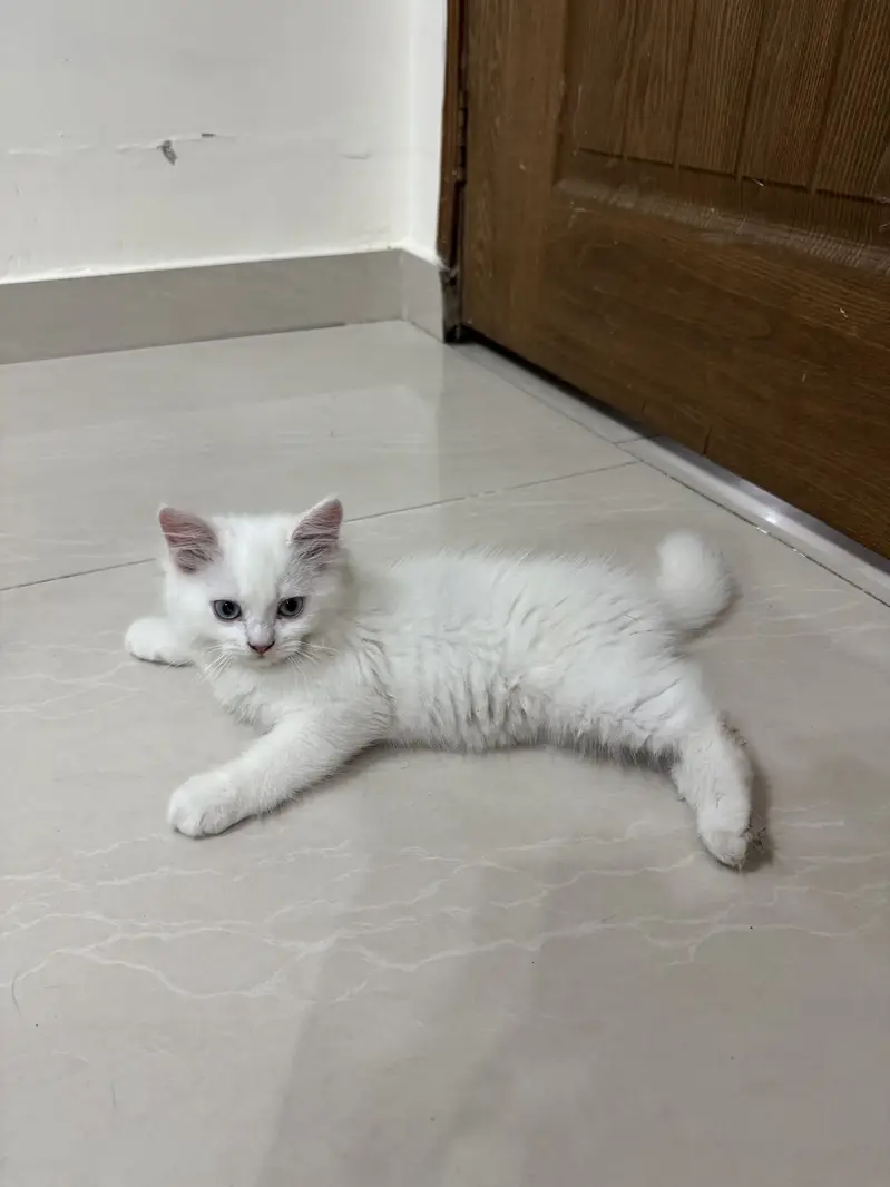 Female Doll face Persian Cats — photo 2