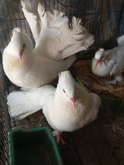 laka pigeon